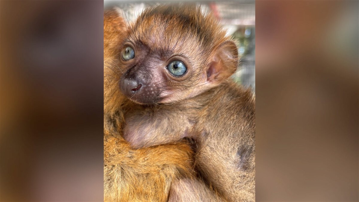 <i>From Jacksonville Zoo and Gardens</i><br/>A blue-eyed black lemur