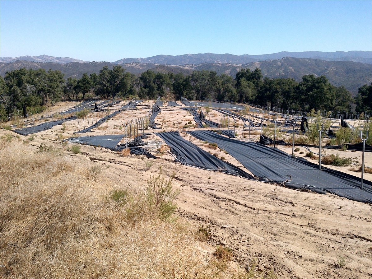 Liquid fertilizer tanks on Dayspring's property in the Los Padres were stored on bare ground within the 50-foot creek setback. 2019 Photo
