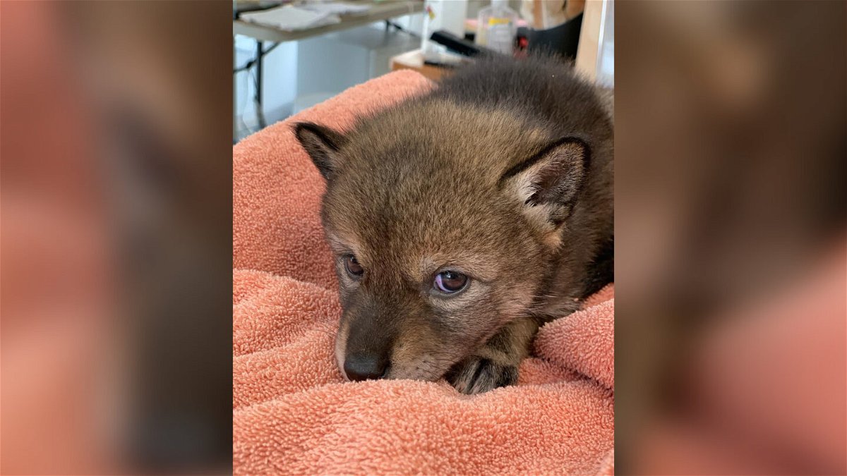 <i>From New England Wildlife Center</i><br/>A Massachusetts family brought home a eastern coyote pup thinking that it was a stray dog.
