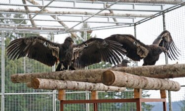 This undated photo provided by Yurok Tribal Government shows two California condors waiting for release in a designated staging enclosure