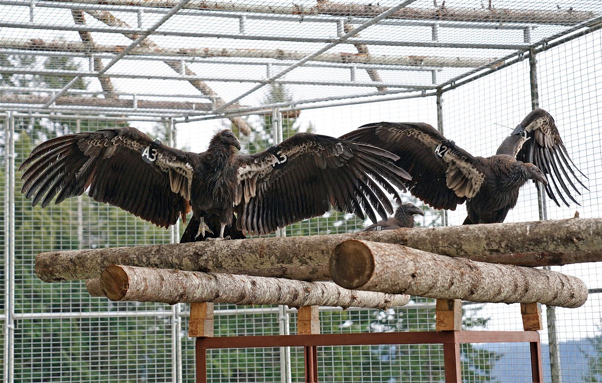 <i>Yurok Tribal Government /AP</i><br/>This undated photo provided by Yurok Tribal Government shows two California condors waiting for release in a designated staging enclosure