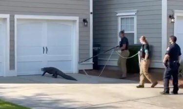 An alligator was relocated after showing up outside a South Carolina school.