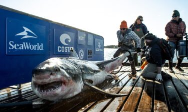 According to OCEARCH