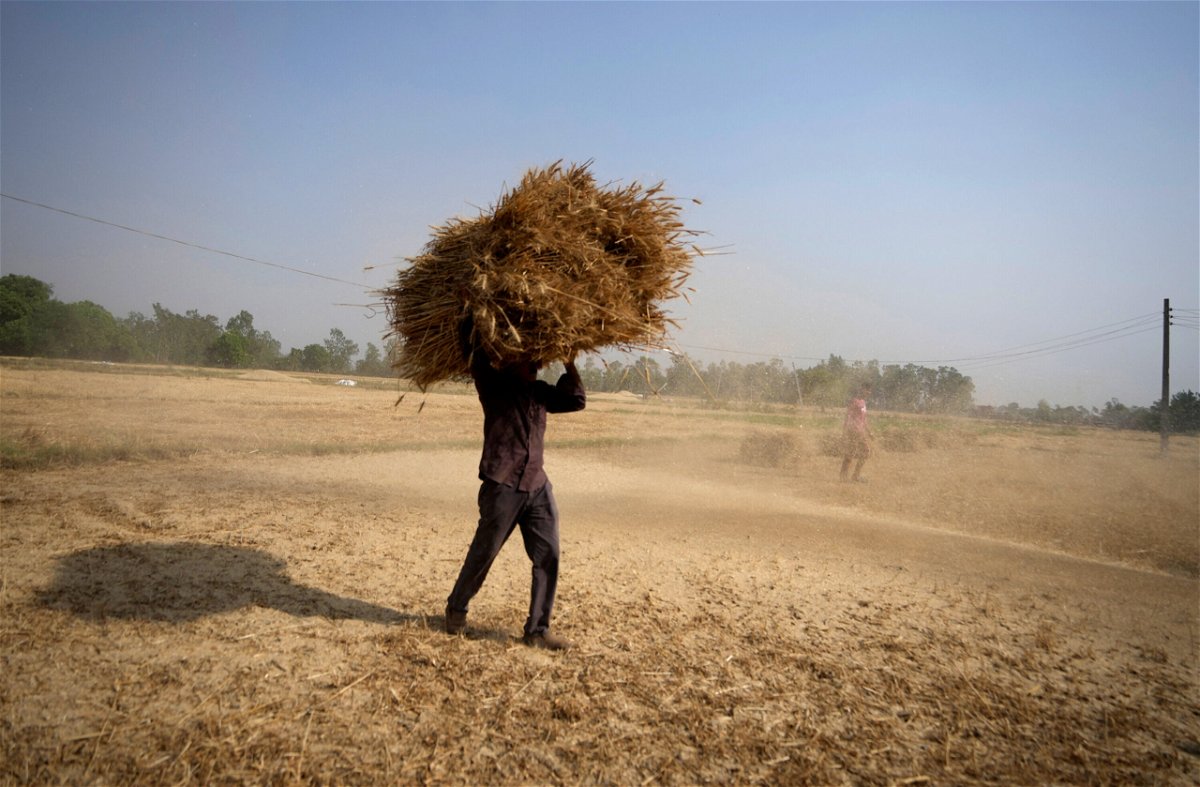 <i>Channi Anand/AP</i><br/>An Indian farmer carries wheat crop harvested from a field on the outskirts of Jammu