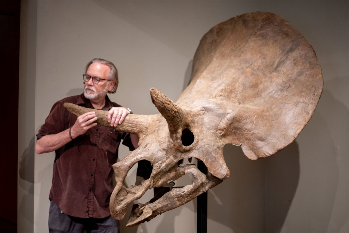 Director of Exhibits Frank Hein admires
the skull of a juvenile Triceratops horridus
that lived over 66 million years ago.