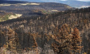 Trees in New Mexico stand scorched by the Hermits Peak/Calf Canyon Fire amid exceptional drought conditions in early June.