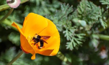 A California court has ruled bees can legally be considered fish under specific circumstances and pictured a bumblebee pollinates a California Poppy