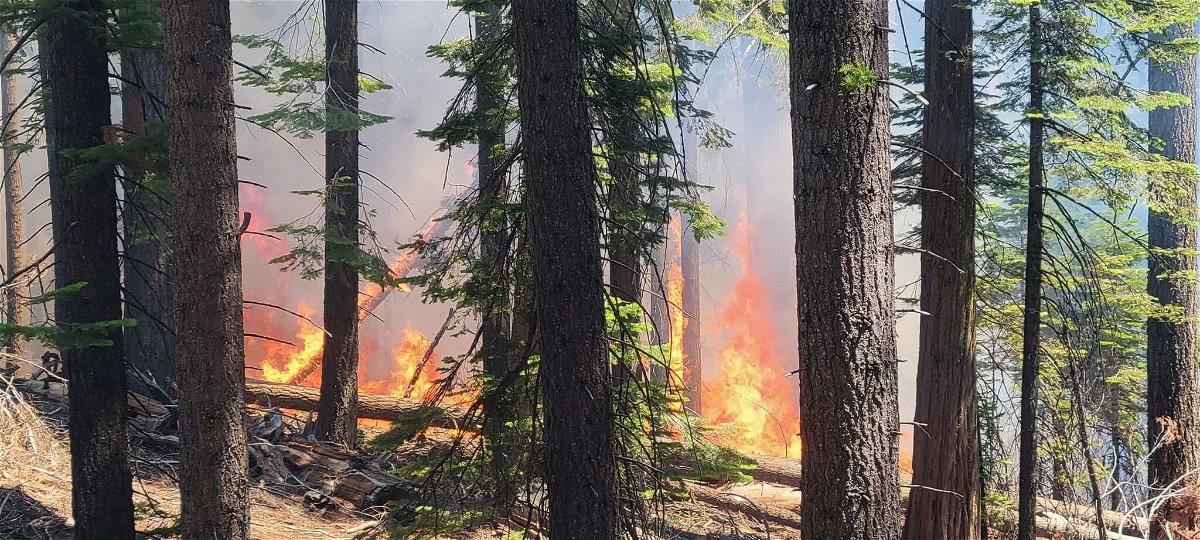 The Washburn Fire is burning near the lower portion of the Mariposa Grove in Yosemite National Park.