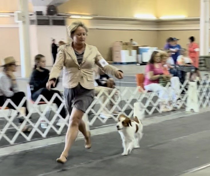 Santa Barbara Kennel Club hosts show at Earl Warren Showgrounds News