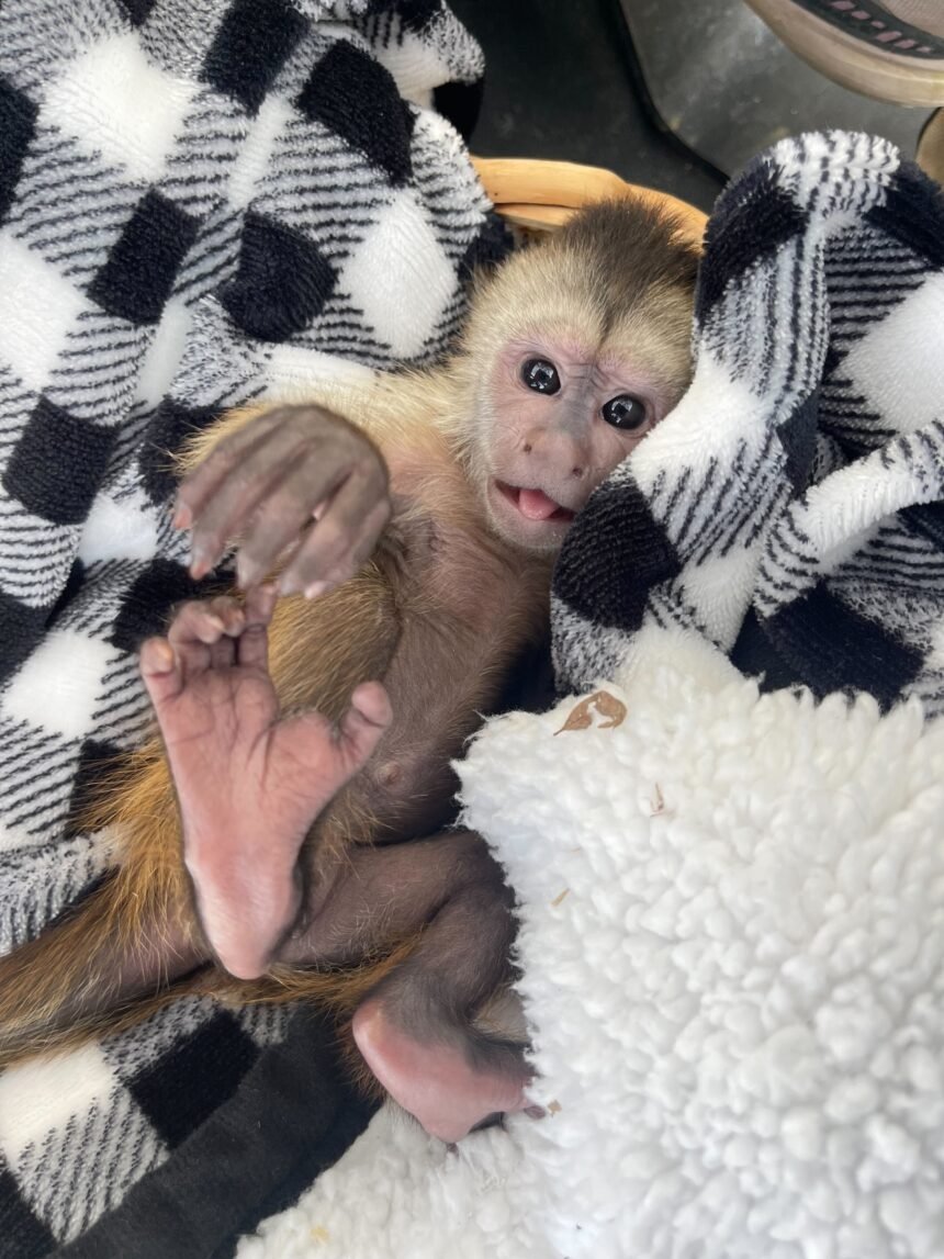 Monkey accidentally calls 911 from zoo in Paso Robles