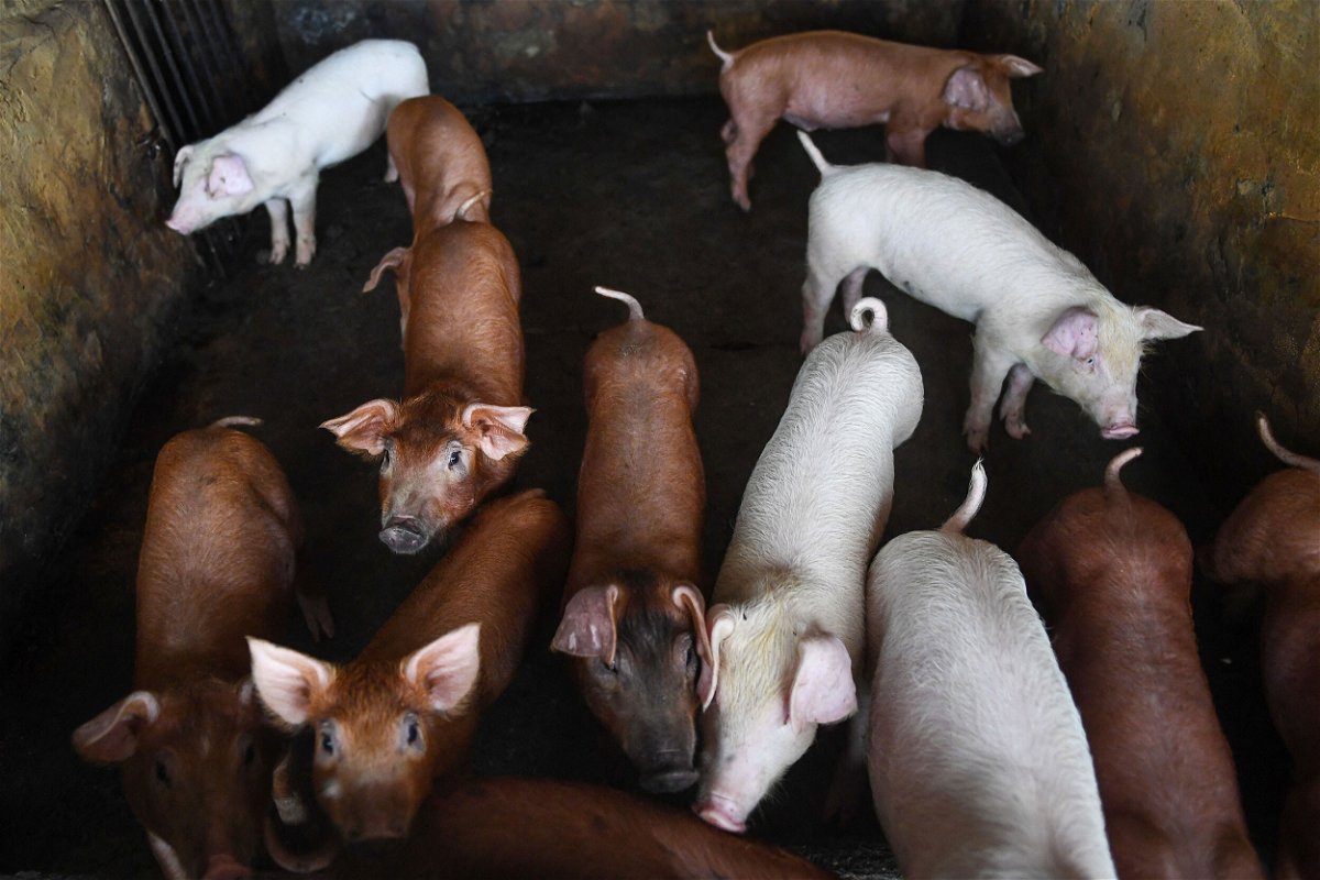 <i>Nhac Nguyen/AFP/Getty Images</i><br/>Scientists from Yale University have reanimated the cells and organs of pigs that had been dead for an hour using a treatment involving synthetic blood and pictured pigs are seen in a pen in a farm on the outskirts of Hanoi on June 2.