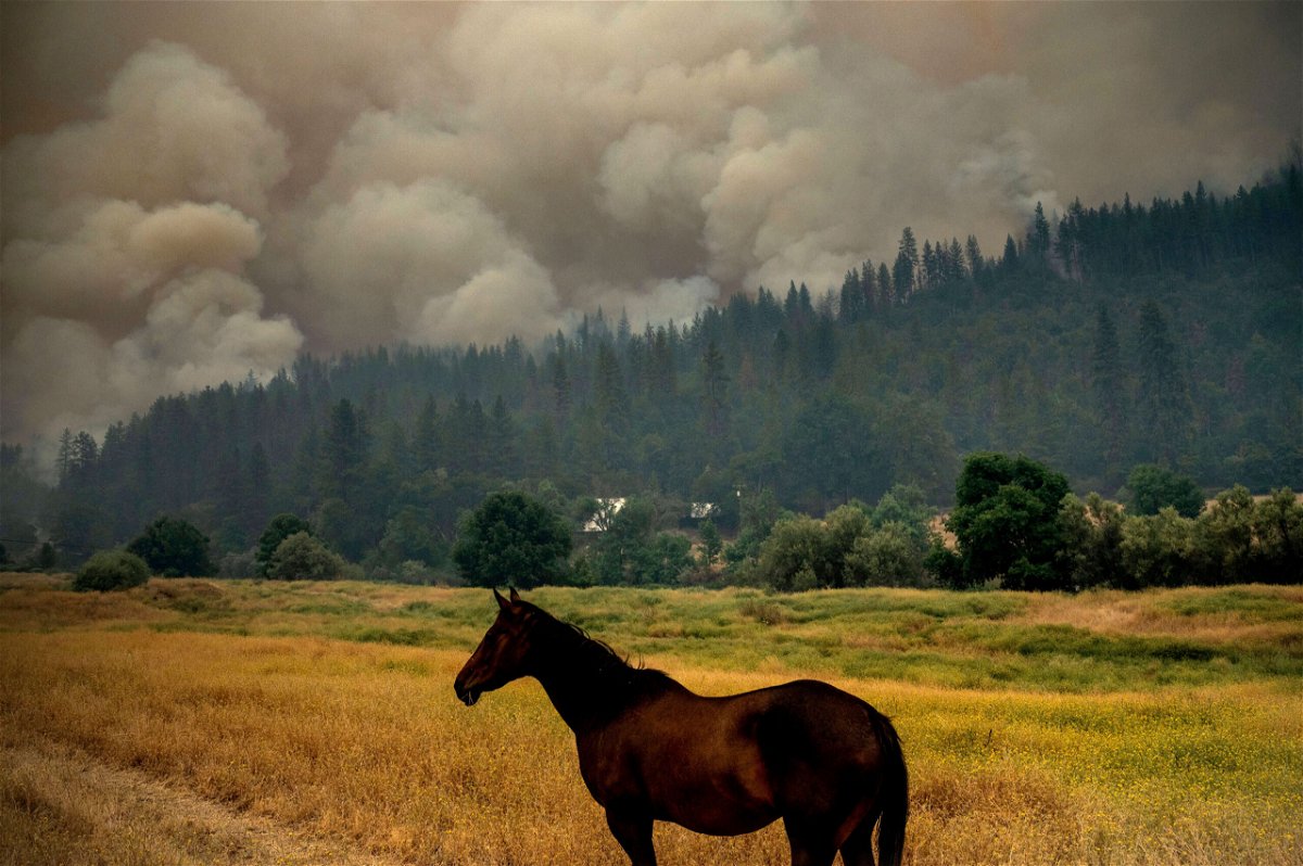 <i>Noah Berger/AP</i><br/>A horse grazes in a pasture as the McKinney Fire burns in Klamath National Forest in California on July 30.
