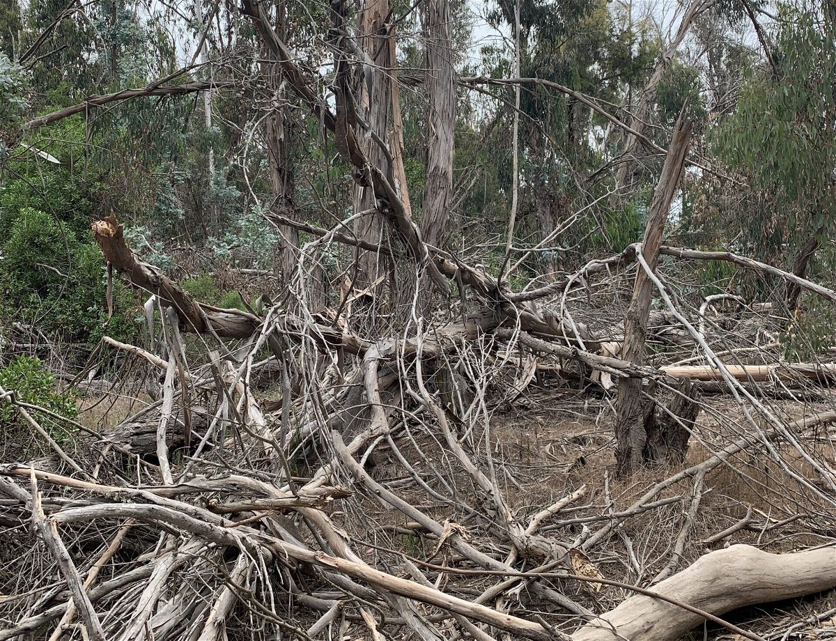 A $1.7 million grant from CAL FIRE will help the City of Goleta address high wildfire risk associated with dead trees while also helping protect monarch butterfly habitat.