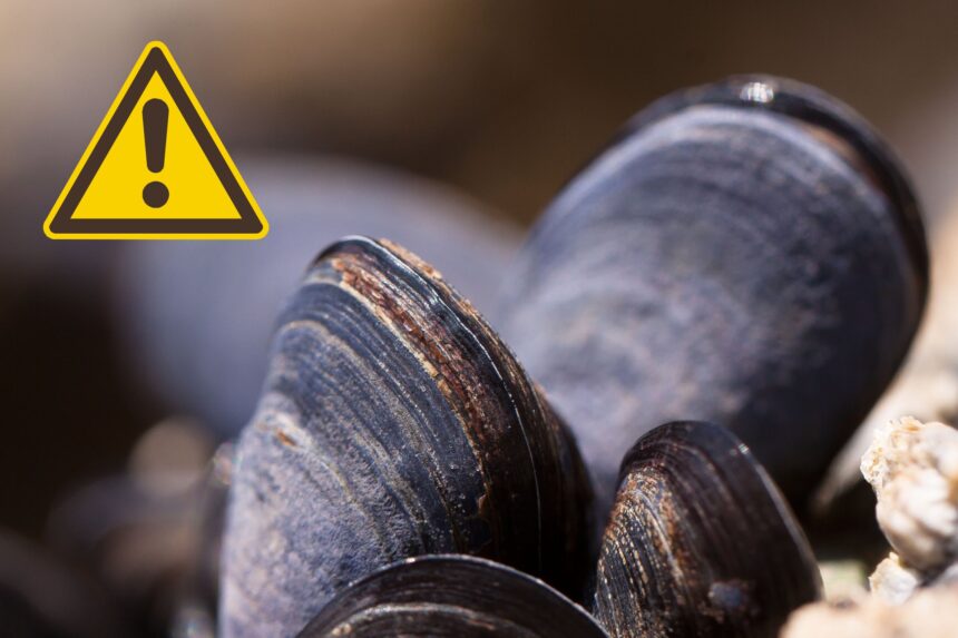 california-department-of-health-issues-shellfish-alert-to-avoid-or