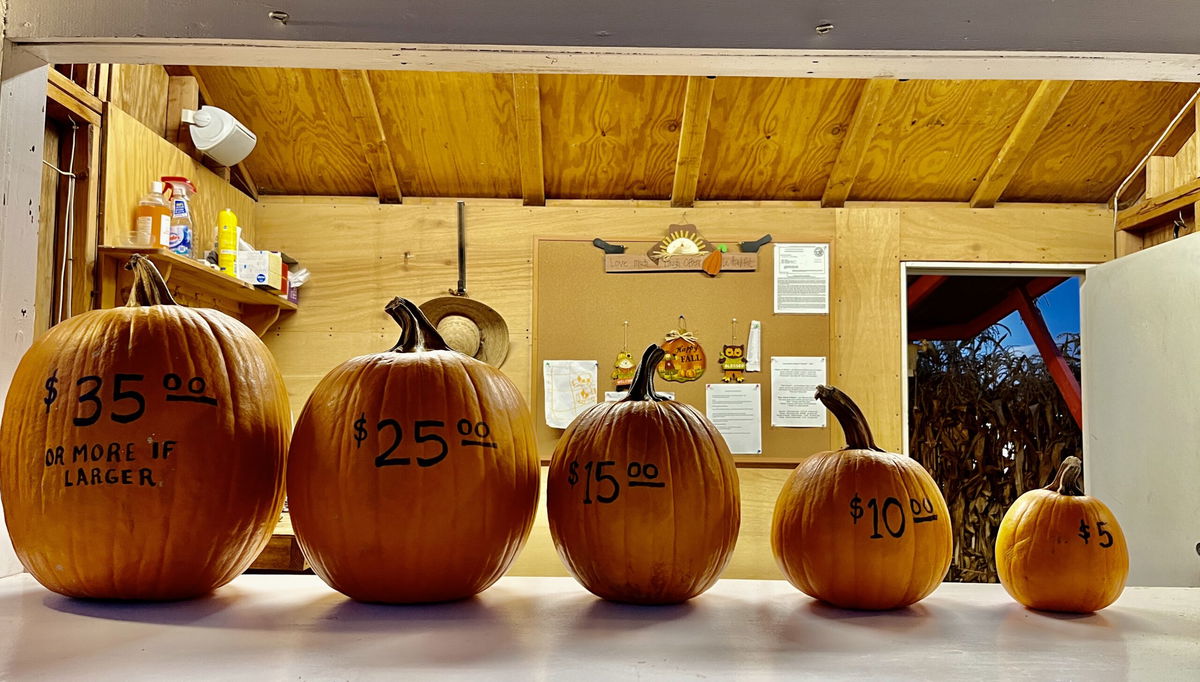 Pumpkin prices are more of a trick than a treat this Halloween News