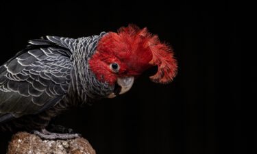 On October 4 Australia announced a 10-year plan to prevent any more species from dying out in the country by protecting its most threatened plants and animals. Australia listed the gang-gang cockatoo as an endangered species in March
