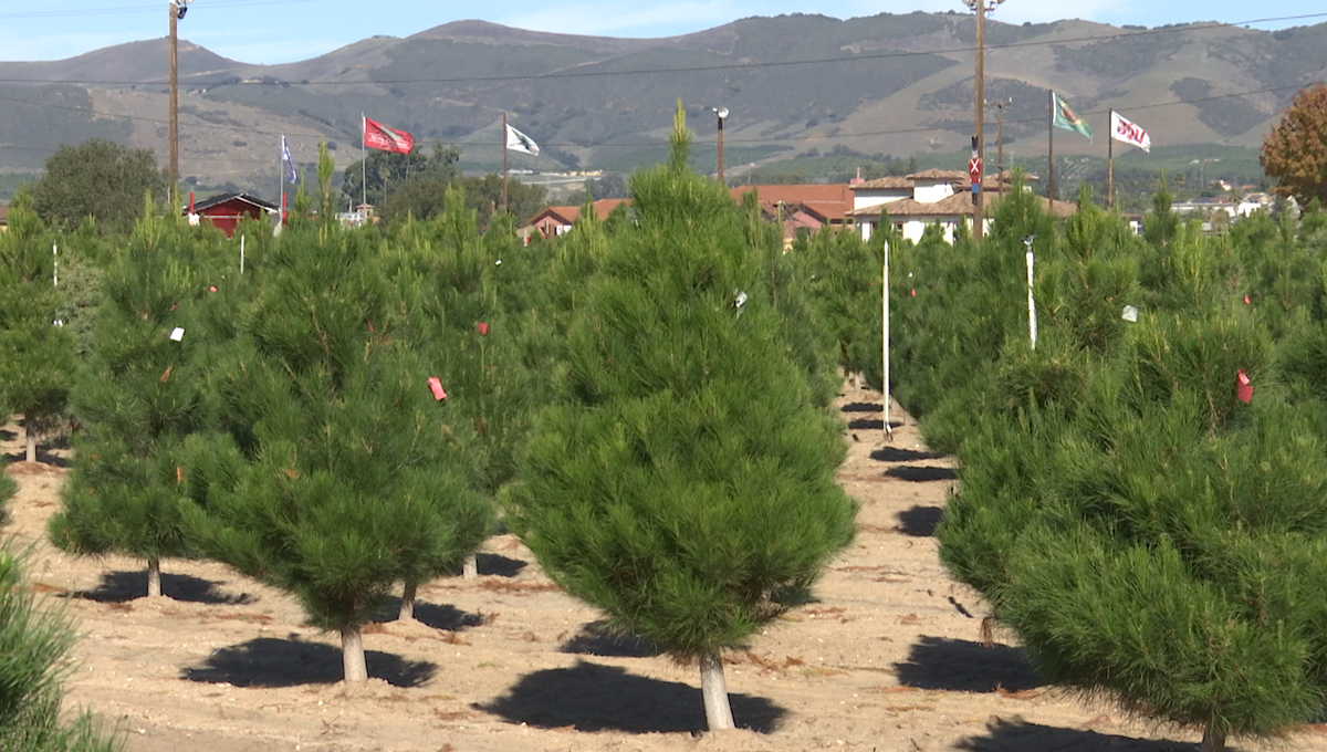 Nipomo Christmas tree farm opens for the holiday season, celebrating