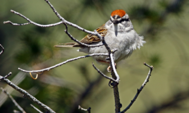 Most commonly seen birds in California