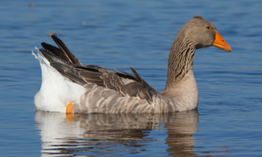 Most commonly hunted migratory birds in California