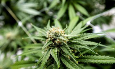 Ballot measures to legalize recreational marijuana use will fail in three states and pass in two