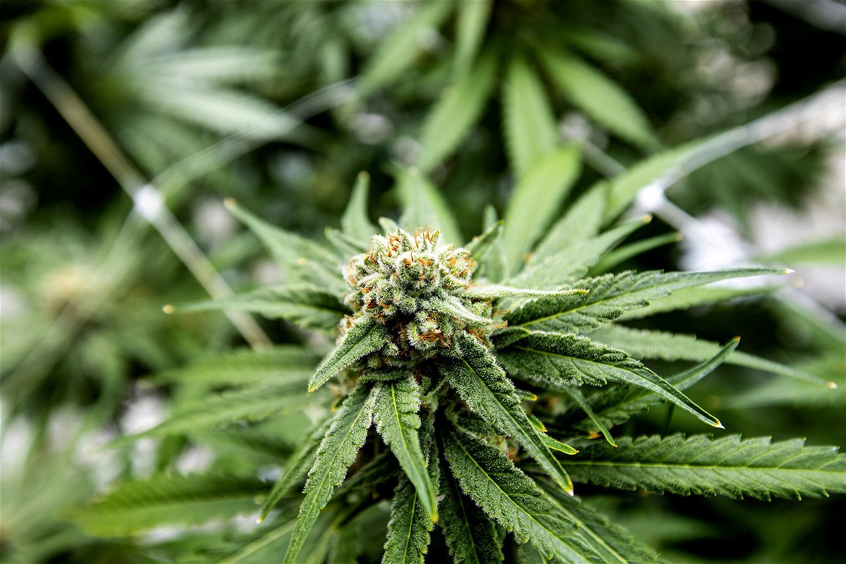 <i>Jill Connelly/Bloomberg/Getty Images</i><br/>Ballot measures to legalize recreational marijuana use will fail in three states and pass in two