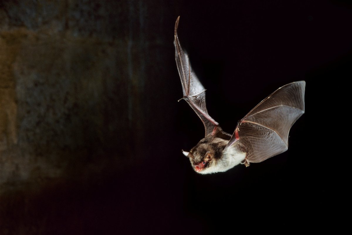 <i>Johan De Meester/Universal Images Group/Getty Images</i><br/>A new study found that some bats use the same vocal structures as death metal singers to make their unique vocalizations.