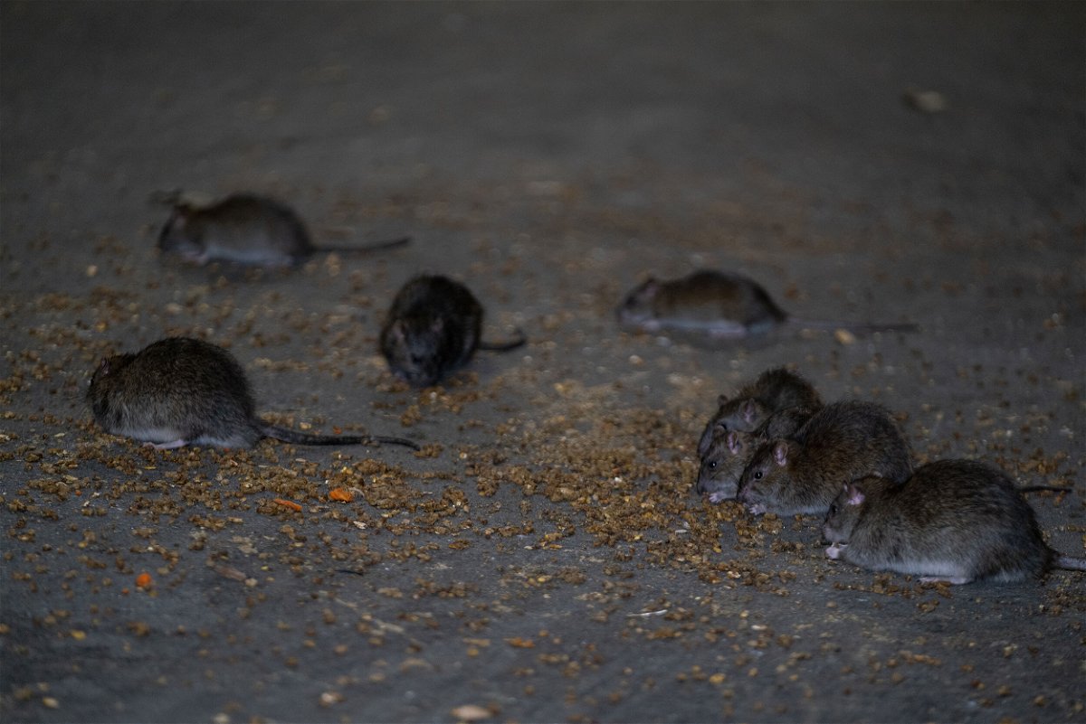 <i>Lokman Vural Elibol/Anadolu Agency/Getty Images</i><br/>New York City is recruiting a new “director of rodent mitigation” to rid the streets of its most notorious furry inhabitants