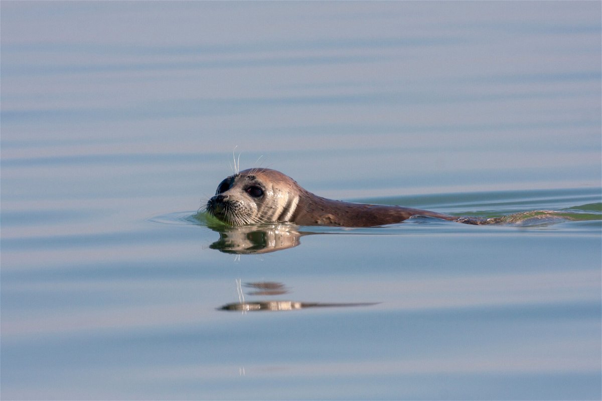 <i>Adobe Stock</i><br/>A Caspian seal swimming in the Caspian Sea. Around 700 endangered seals have been found dead on Russia's Caspian coast in the North Caucasus