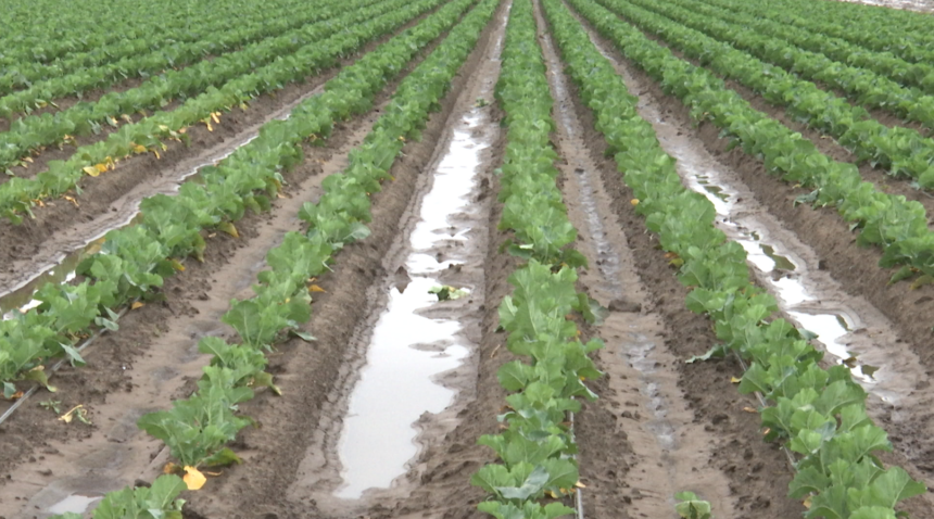 Wet agriculture field