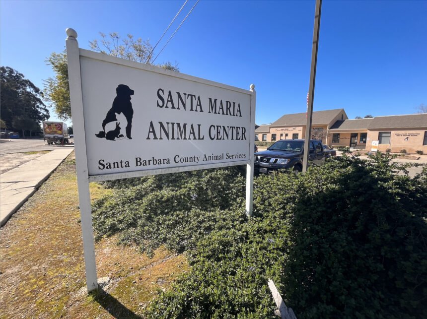 Santa Maria Animal Center running out of kennel space, urgent need for  foster families | News Channel 3-12