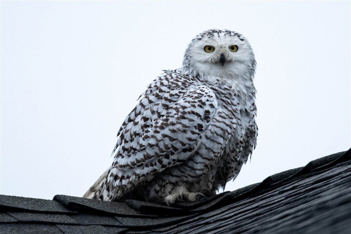 <i>David Crane/MediaNews Group/Los Angeles Daily News/Getty Images</i><br/>Pictured is the snowy owl perched on a rooftop in a neighborhood in Cypress