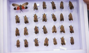 Wilson's collection of spotted lanternflies will be preserved at Yale's Peabody Museum.