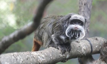 A photo provided by the Dallas Zoo shows one of the zoo's emperor tamarin monkeys.
