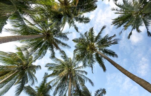 Partly Sunny Palm Trees