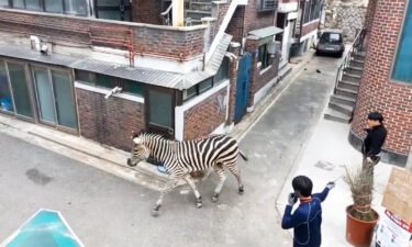An escaped zebra runs down a back alley in Seoul on March 23.