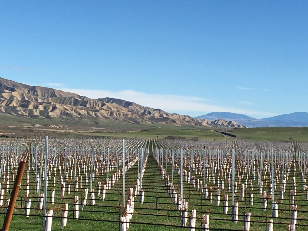  Brodiaea Inc., a subsidiary of the investment arm of Harvard University, purchased the 6,565-acre North Fork Ranch in 2012 and planted the largest vineyard in the Cuyama Valley, shown here in 2016. The valley's groundwater basin is in a state of critical overdraft. 