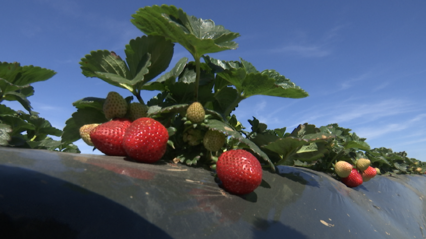 Santa Maria Valley Strawberry