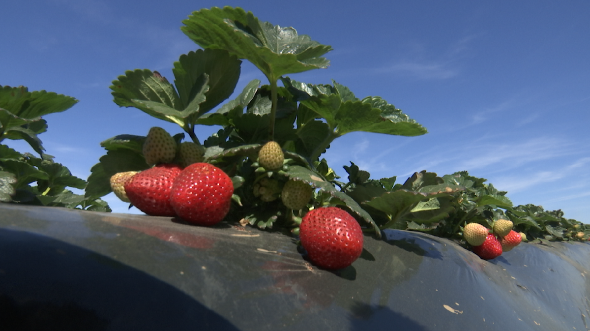Strawberries grow in a field in the Santa Maria Valley on April 5, 2023. (Dave Alley/KEYT)