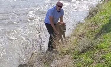 Officials are investigating an incident in which a man disturbed a bison calf at Yellowstone National Park.