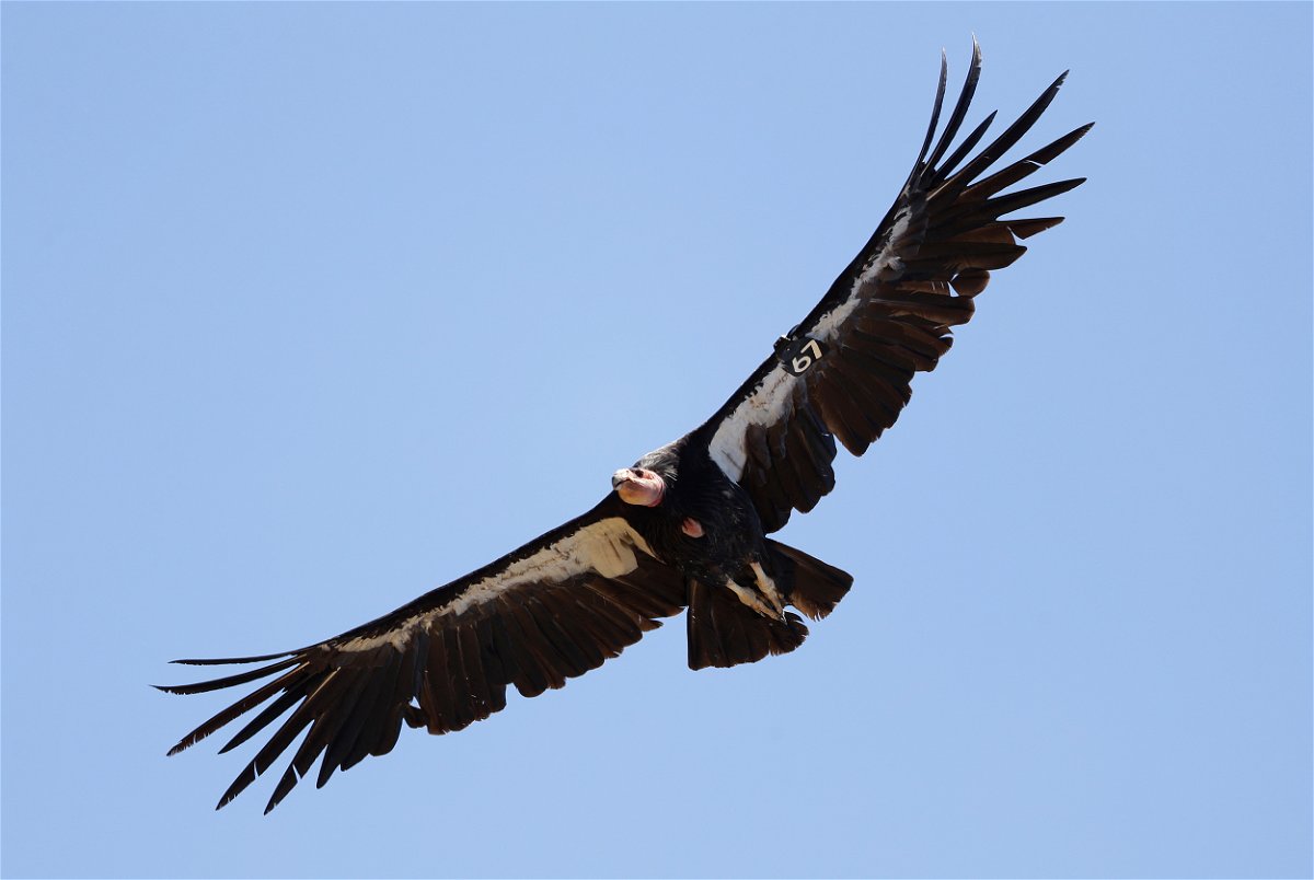 <i>Marcio Jose Sanchez/AP/FILE</i><br/>The avian flu outbreak has set back California condor recovery efforts by at least a decade