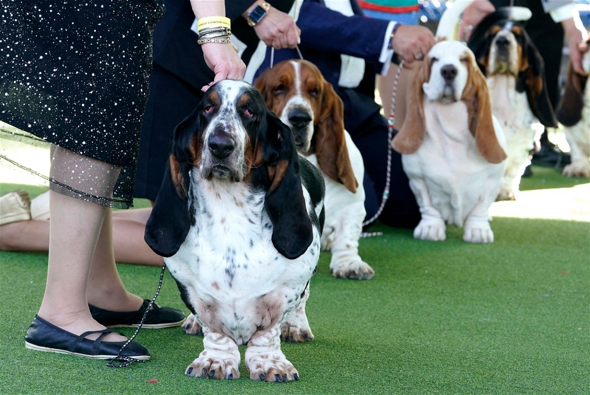 <i>Timothy A. Clary/AFP/Getty Images</i><br/>Basset hounds in the judging ring during the annual Westminster Kennel Club Dog Show judging of hound
