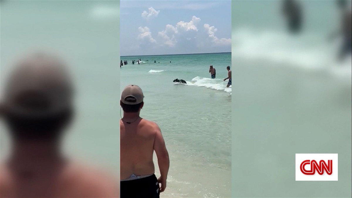 A bear was spotted splashing through the Gulf of Mexico before running up the shore at Destin