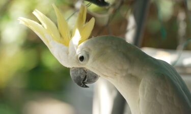 Astrid Andersson takes a sample from a cockatoo feather for analysis at the University of Hong Kong.