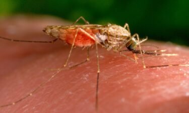 The United States has seen five cases of malaria spread by mosquitos in the past two months. It's the first time there has been local spread in the US in 20 years