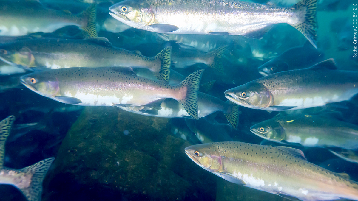 West Coast fishery managers cancel the season due to reduced populations of the popular fish.