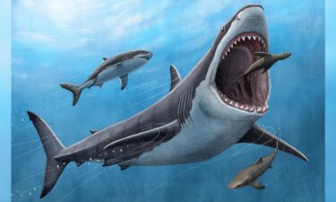 A new study finds the ancient Otodus megalodon shark (here in an illustration) was partially warm-blooded. This characteristic may have played a role in the dangerous apex predator's extinction.