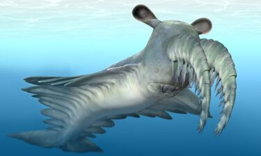 An artist's reconstruction of Anomalocaris canadensis is shown.