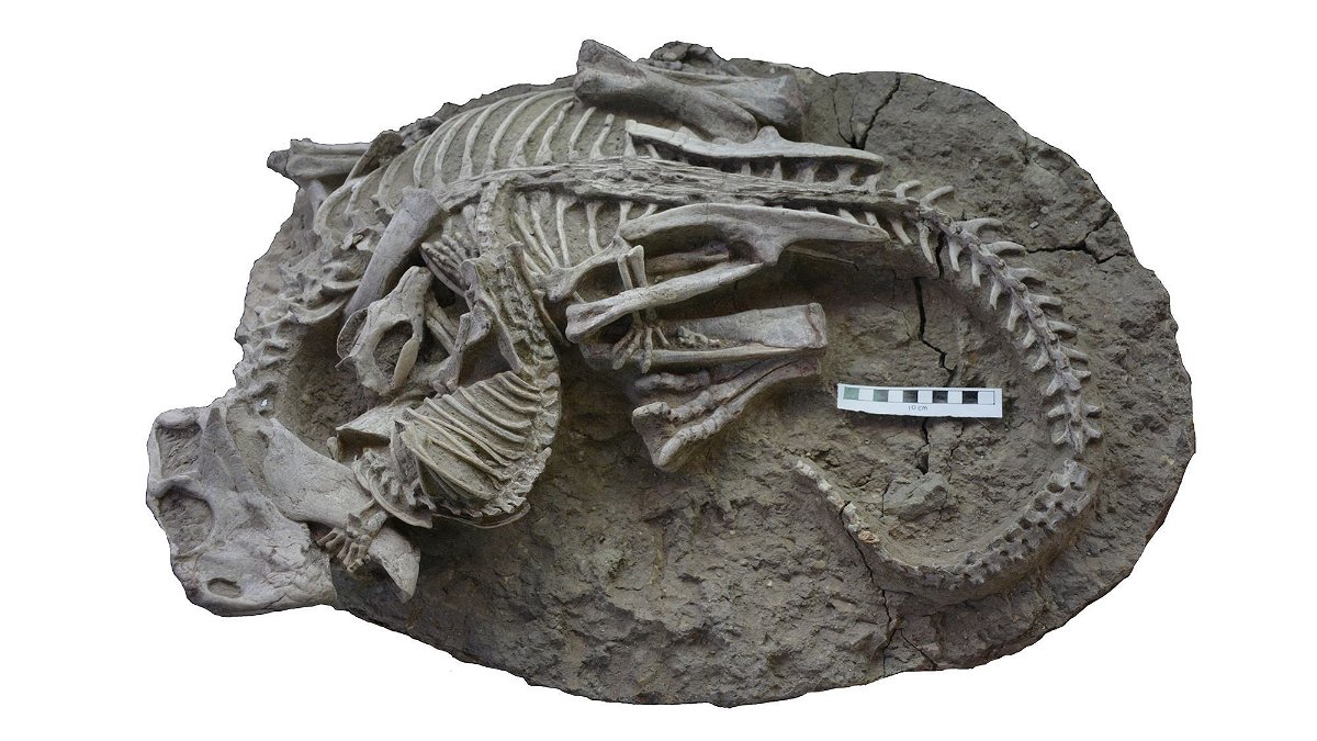 The 125 million-year-old fossil