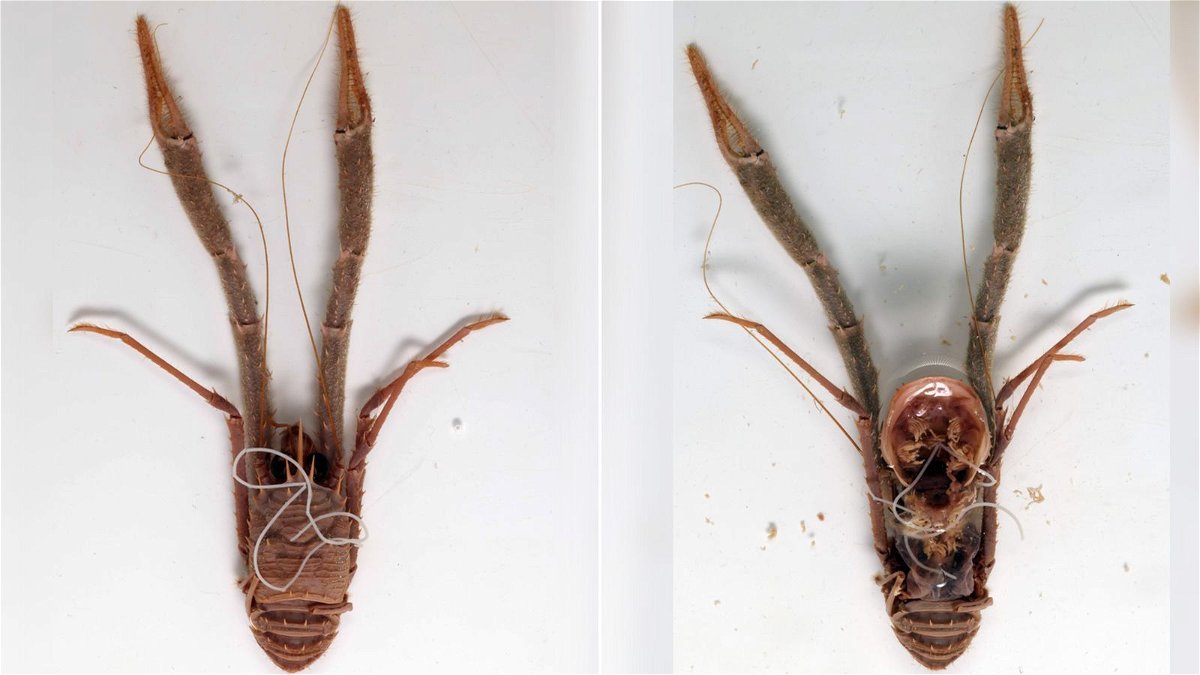 Staged photos show a deceased squat lobster in the Munida genus with a marine horsehair worm. Scientists recently sequenced the genome of this horsehair worm