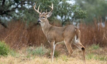 An example of a male white-tailed deer near Goose Island State Park in Texas. There are an estimated 30 million white-tailed deer in the US.